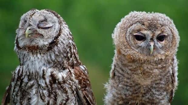 funny animals (13)