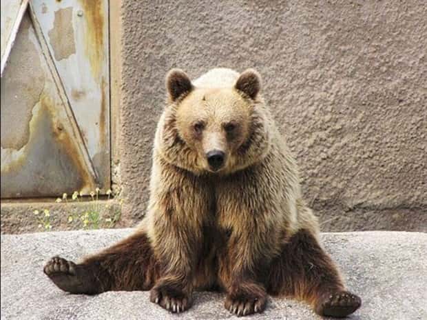 funny animals (14)