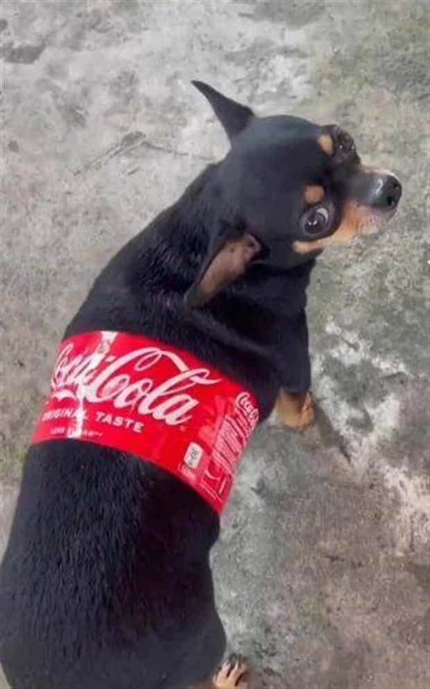 funny animals (14)
