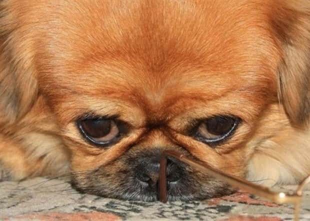 funny animals (14)