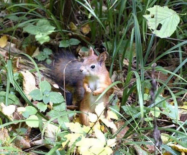 funny animals (15)