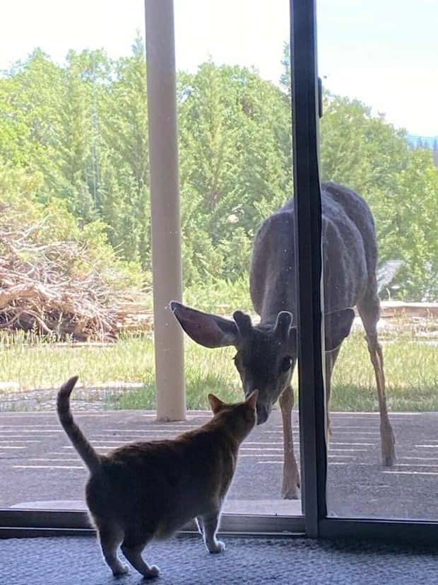 funny animals (15)