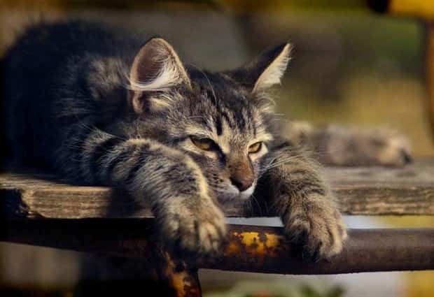 funny animals (15)