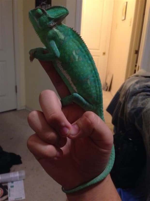 funny animals 15 Get Ready for Funny Animals #449 (20 photos)