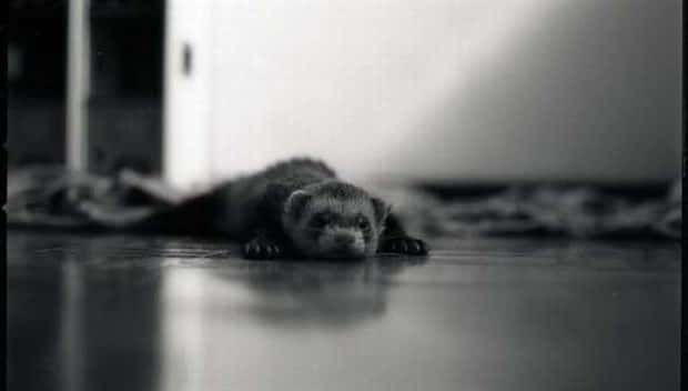 funny animals (16)
