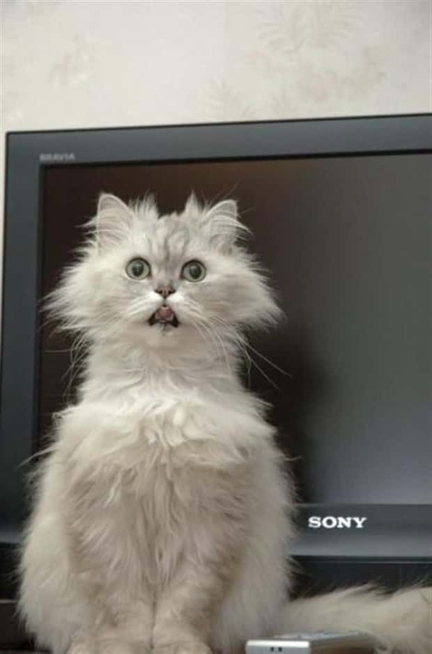 funny animals (16)