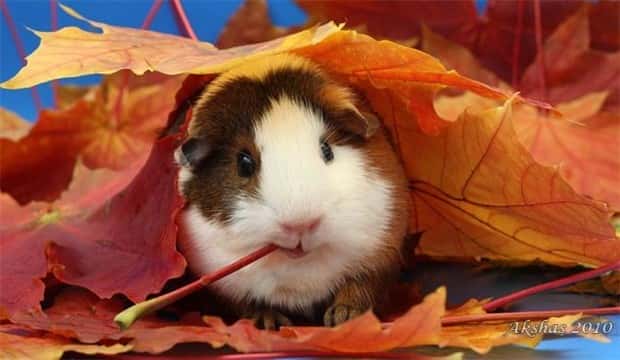 funny animals (16)