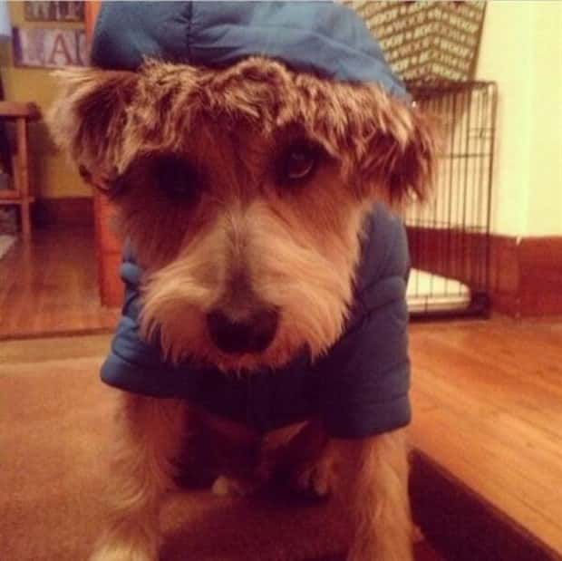 funny animals 16 Get Ready for Funny Animals #449 (20 photos)