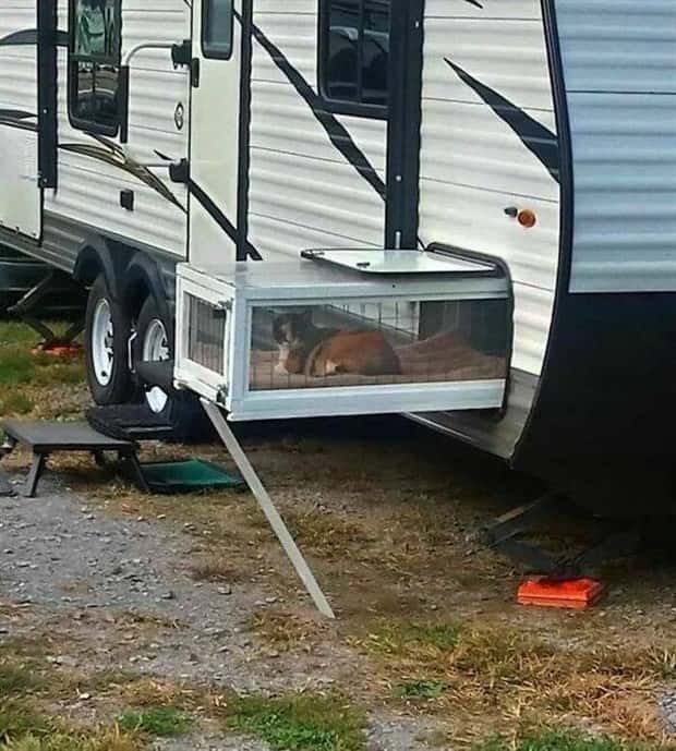 funny animals (17)