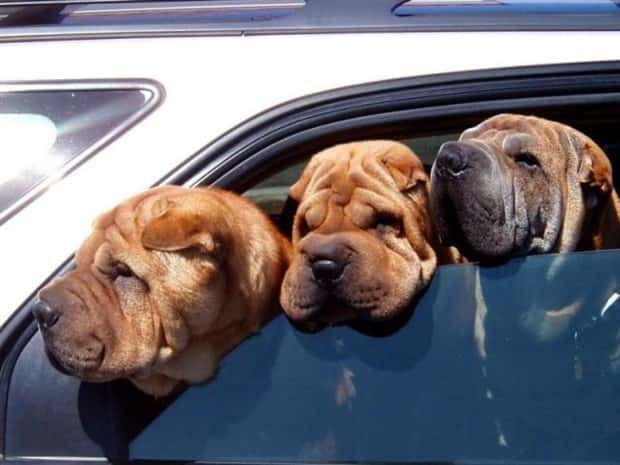 funny animals (17)