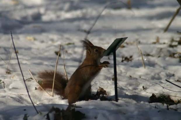 funny animals 17 Get Ready for Funny Animals #449 (20 photos)