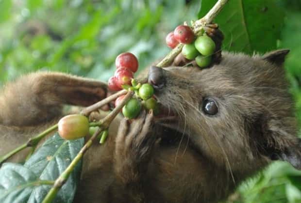funny animals (18)