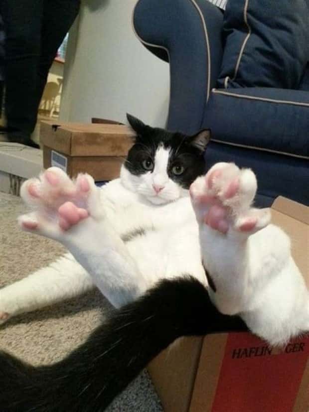 funny animals 18 Get Ready for Funny Animals #449 (20 photos)