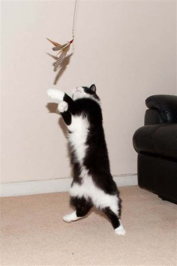 funny animals (19)