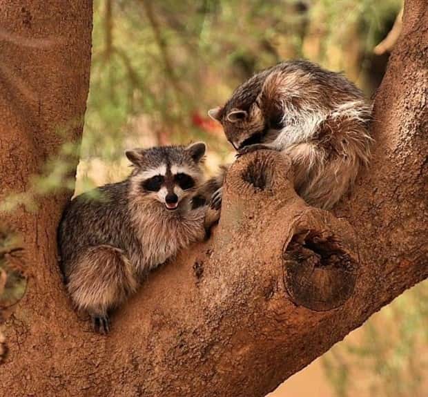 funny animals (19)