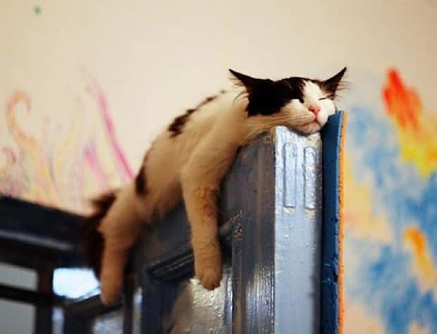 funny animals (2)