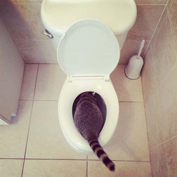 funny animals (2)