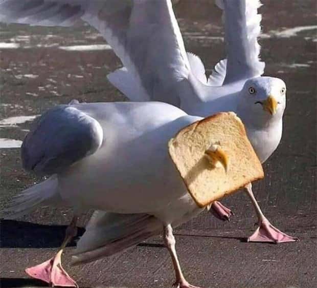funny animals (2)
