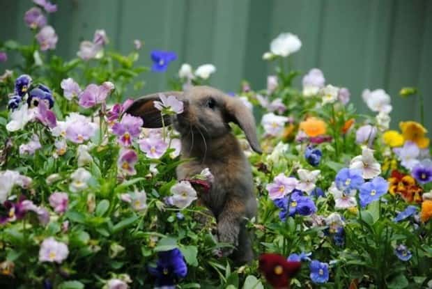 funny animals 2 Get Ready for Funny Animals #449 (20 photos)