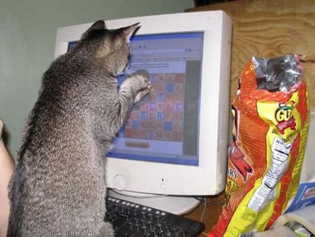 funny animals (20)