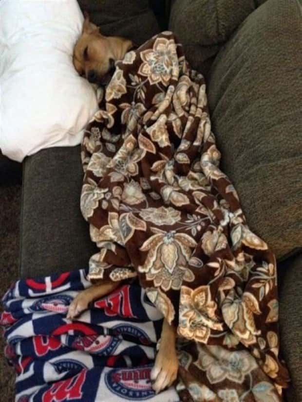 funny animals 20 Get Ready for Funny Animals #449 (20 photos)