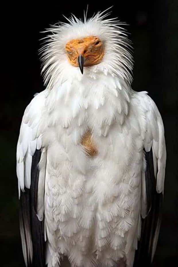 funny animals (21)