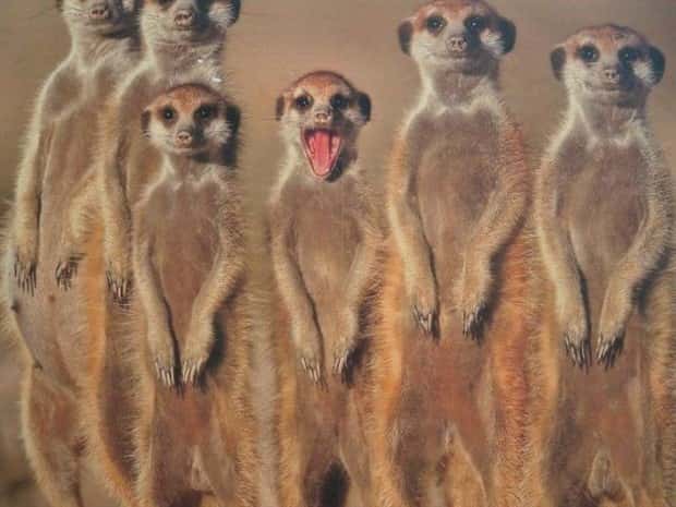 funny animals (22)