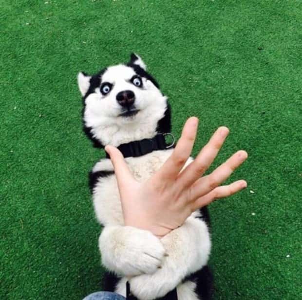 funny animals (3)