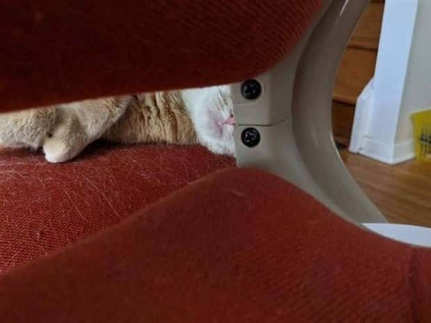 funny animals (3)