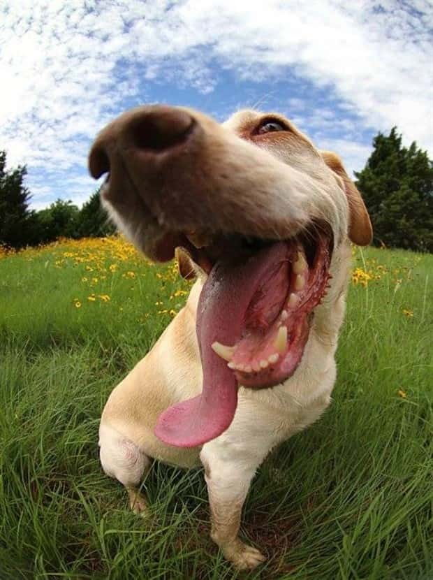 funny animals (3)