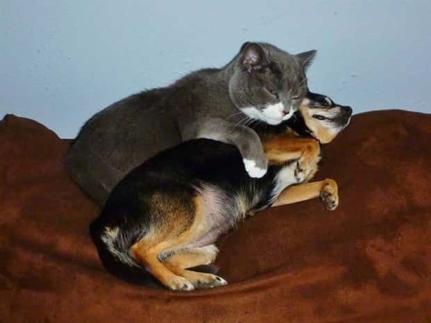 funny animals 3 Get Ready for Funny Animals #449 (20 photos)
