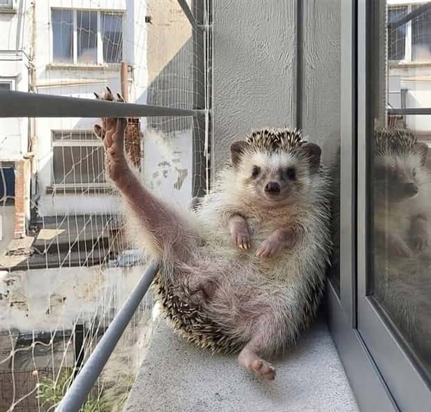 funny animals (4)