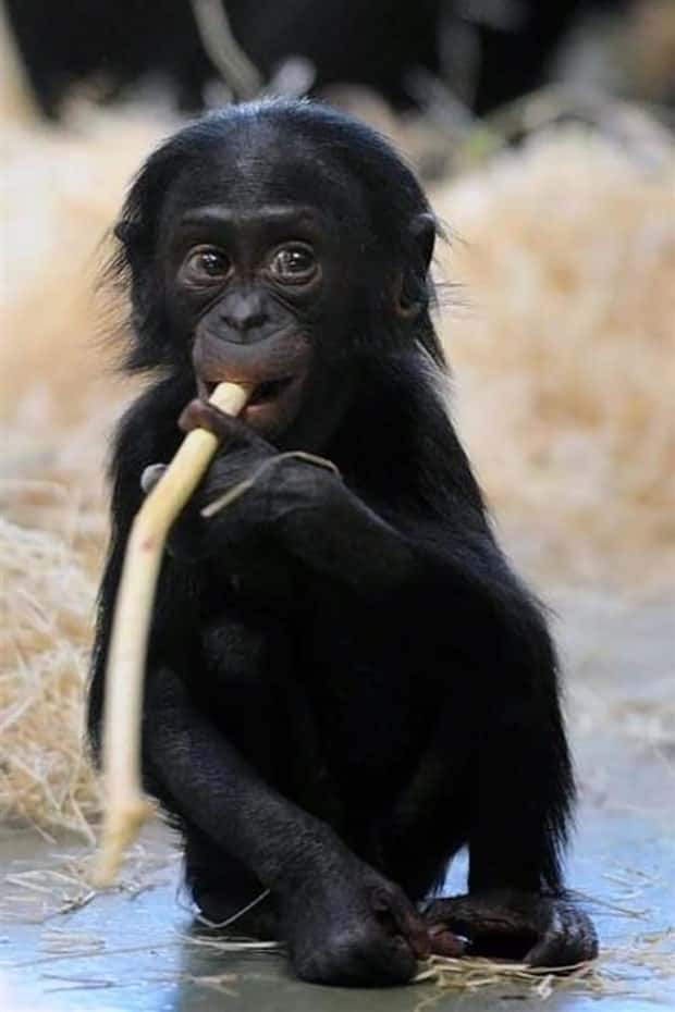 funny animals (4)