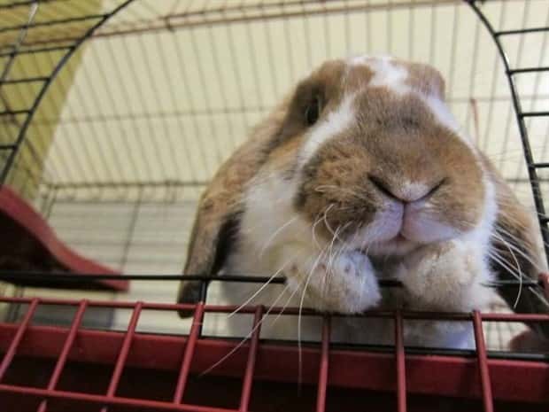 funny animals 4 Get Ready for Funny Animals #449 (20 photos)