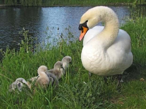funny animals (5)