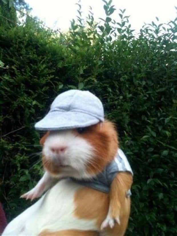 funny animals 5 Get Ready for Funny Animals #449 (20 photos)
