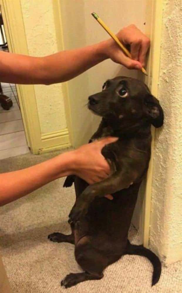 funny animals (6)