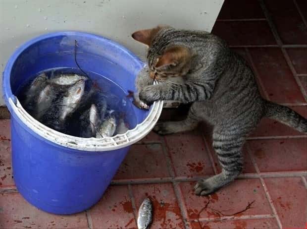 funny animals (6)