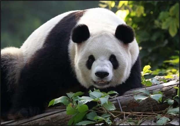 funny animals (6)