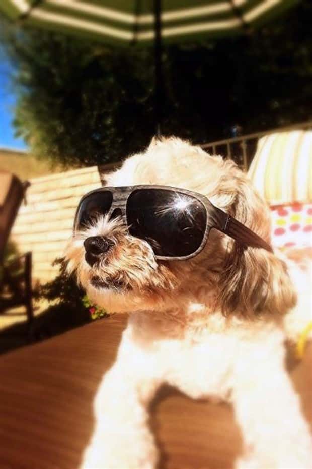 funny animals 6 Get Ready for Funny Animals #449 (20 photos)