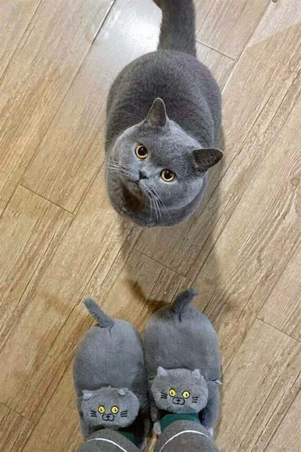 funny animals (7)