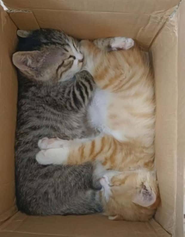 funny animals (7)