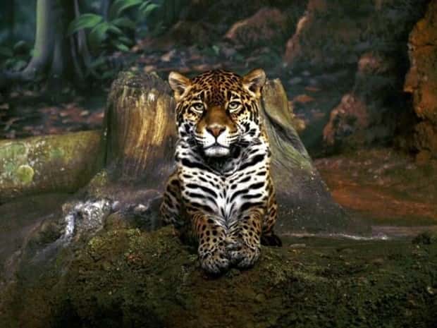 funny animals (7)