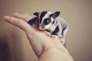 Get Ready for Funny Animals #449 (20 photos)