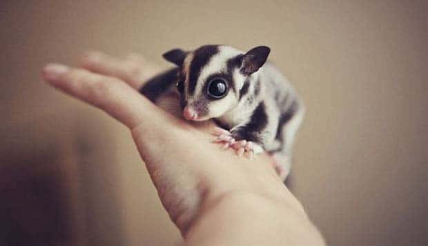 funny animals 7 Get Ready for Funny Animals #449 (20 photos)