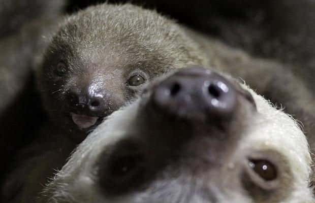 funny animals (8)