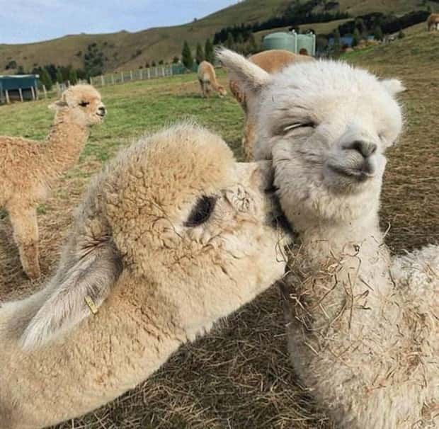 funny animals (8)