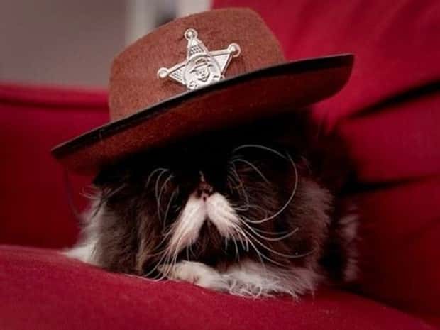 funny animals (8)