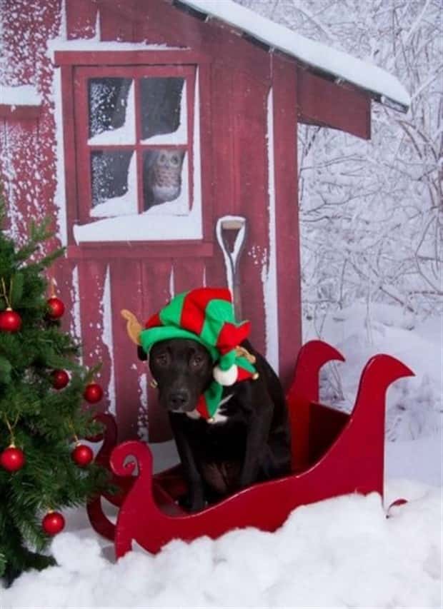 funny animals 8 Get Ready for Funny Animals #449 (20 photos)