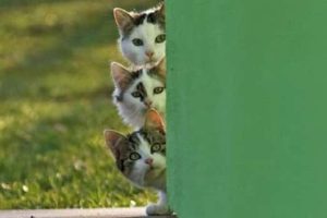 Get Ready for Funny Animals #450 (18 photos)